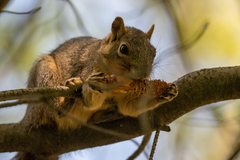 Sciurus niger rufiventer