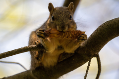 Sciurus niger rufiventer