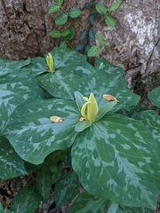 Trillium luteum