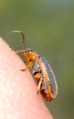 Galerucella nymphaeae