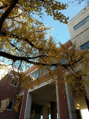 Ginkgo biloba