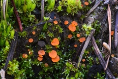 Pulvinula archeri