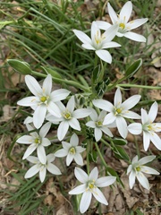 Ornithogalum umbellatum