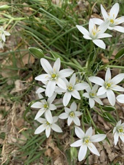 Ornithogalum umbellatum