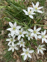 Ornithogalum umbellatum