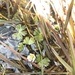 Ranunculus mongolicus - Photo (c) Daniel Kennedy, μερικά δικαιώματα διατηρούνται (CC BY), uploaded by Daniel Kennedy