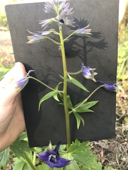 Delphinium trolliifolium