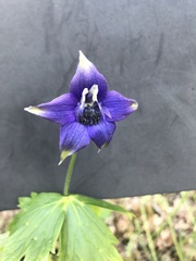 Delphinium trolliifolium