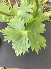 Delphinium trolliifolium