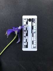 Delphinium trolliifolium