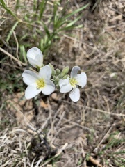 Physaria ovalifolia alba