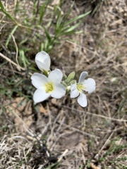 Physaria ovalifolia alba