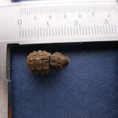 Hadramphus tuberculatus