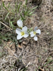 Physaria ovalifolia alba