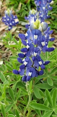 Lupinus texensis