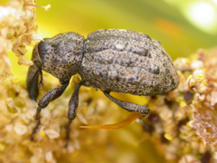 Hadramphus tuberculatus