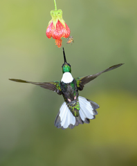 Collared Inca photo 5