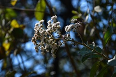Vernonanthura patens
