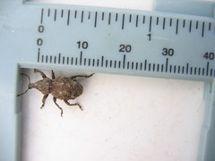 Hadramphus tuberculatus