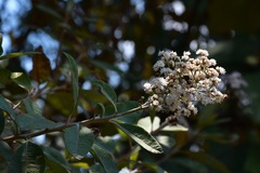 Vernonanthura patens
