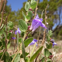 Scutellaria wrightii