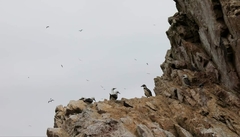 Spheniscus humboldti