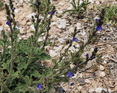 Verbena plicata
