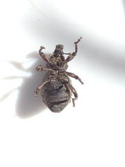 Hadramphus tuberculatus