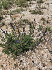 Verbena plicata