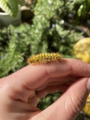 Lophocampa argentata