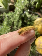 Lophocampa argentata