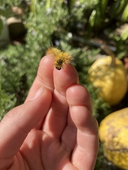 Lophocampa argentata