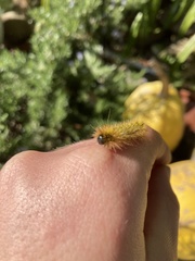Lophocampa argentata