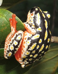Hyperolius marmoratus taeniatus
