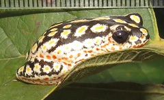 Hyperolius marmoratus taeniatus