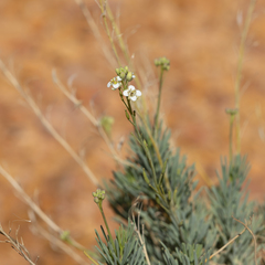 Arabidella glaucescens