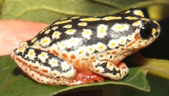 Hyperolius marmoratus taeniatus