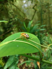 Chinavia marginata