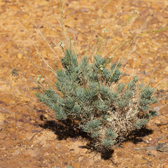 Arabidella glaucescens