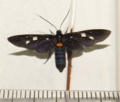 Amata simplex