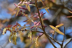 Quercus × dysophylla