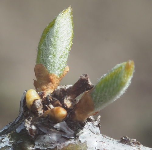 Gleditsia triacanthos