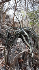 Agave kristenii