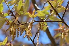 Quercus × dysophylla