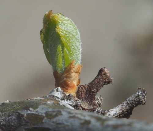 Gleditsia triacanthos