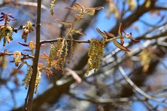Quercus × dysophylla