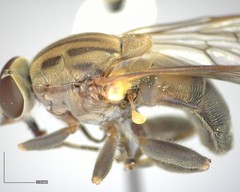 Brachyopa vacua