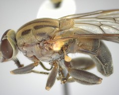 Brachyopa vacua