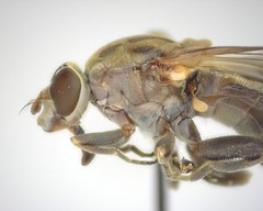 Brachyopa vacua