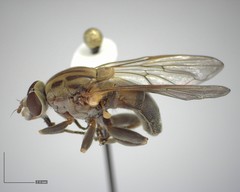 Brachyopa vacua